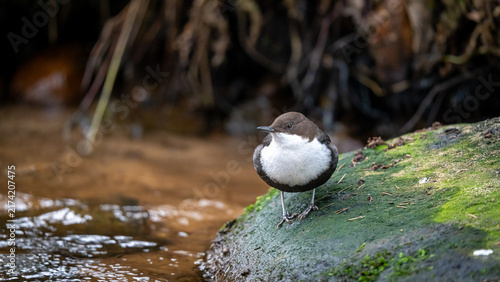 Quadro su tela White-throated dipper standing beside flowing water in natural habitat