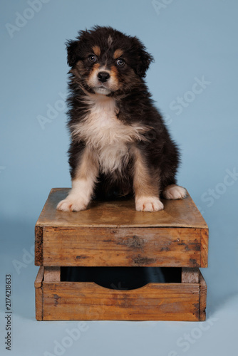Australian Shepherd puppy sitting on a wooden crate