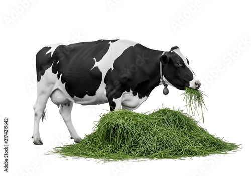 Black and white dairy cow eating fresh green hay. Grazing livestock feeding on organic grass pile in farm setting. on white background , Isolated on Transparent Background, PNG, Generative AI