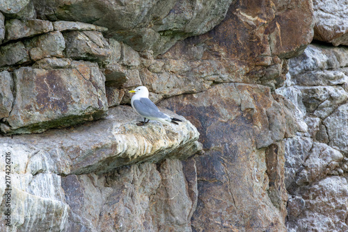 Canvas Print Adult black-legged kittiwake on a cliff ledge