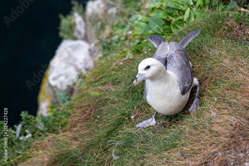 Fotografie Northern fulmar on a grassy cliff ledge