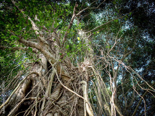 Fotografie Ancient banyan tree sprawls with thick, intertwining roots