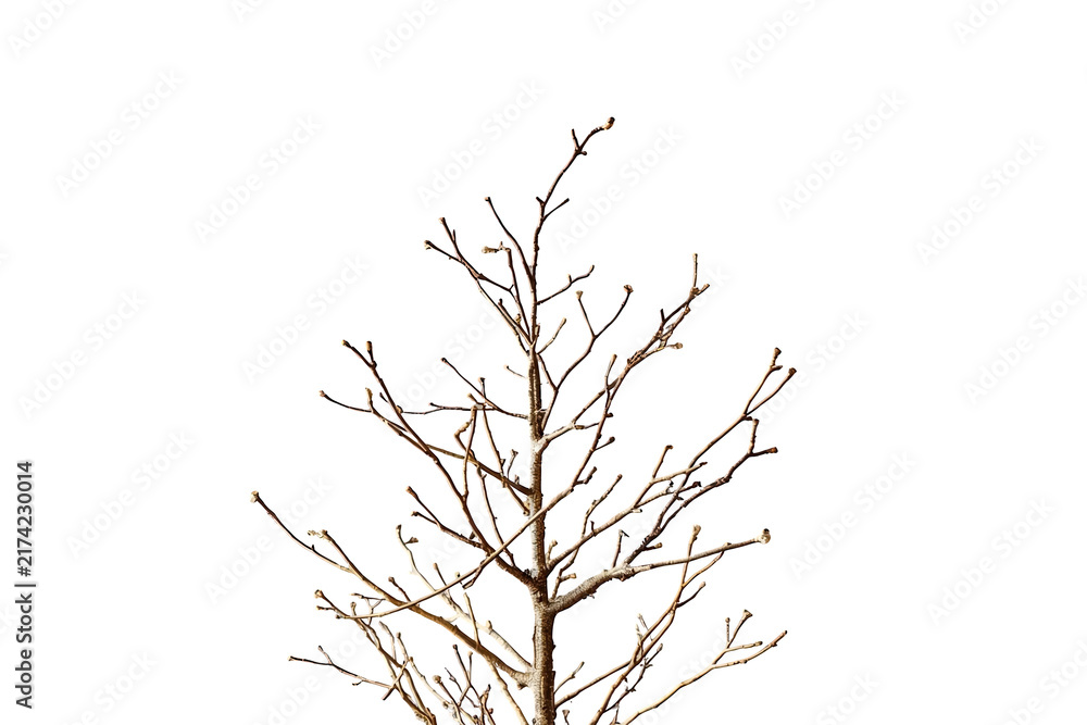 Fototapeta premium Delicate leafless tree branch with thin twigs