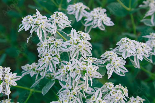 Snow on the Mountain Plant, Euphorbia Marginata, Close up Macro
