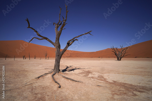 tree in the desert