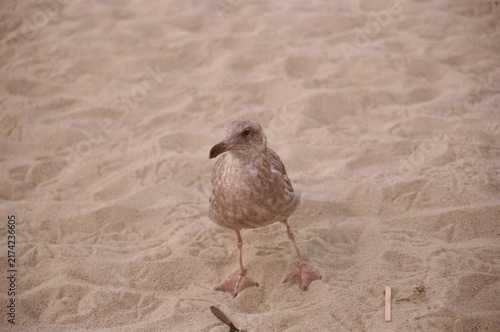 Bild auf Leinwand Young Seagull Standing on Sandy Beach Close-Up