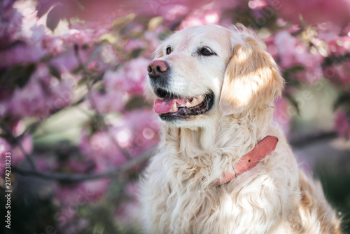 Golden Retriever dog under blooming pink cherry blossom trees in spring