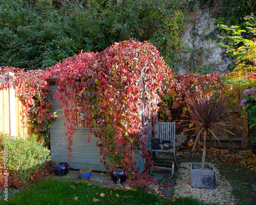 Fotografía Garden shed covered in garden plant in autumn