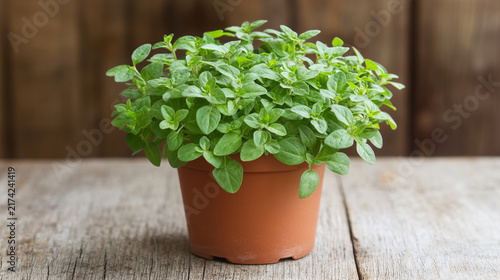 Potted basil plant on a rustic wooden.