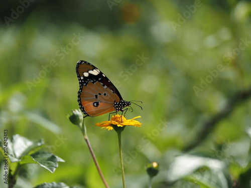 Foto macro view of a plain tiger butterfly (Danaus chrysippus) perched on a yellow flower with its curled proboscis visible