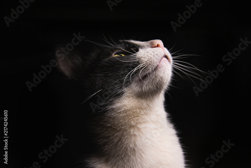 Plakat GATO