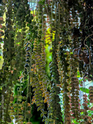 Trailing foliage background with small oval-shaped green leaves