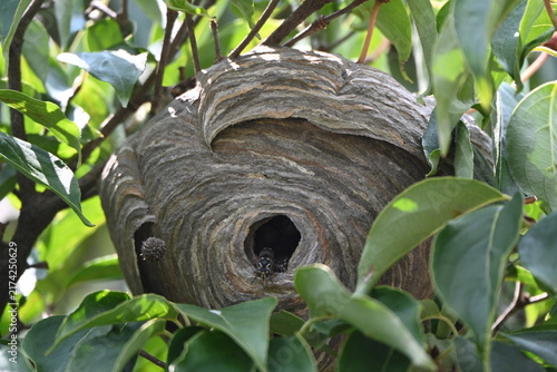 Wasp nest