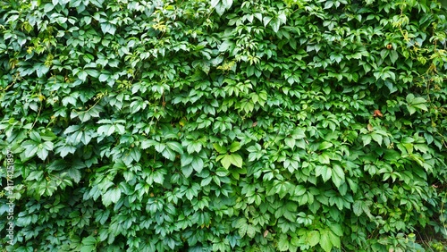 A hedge. dense green wall of liana foliage, maiden grapes (Parthenocissus).