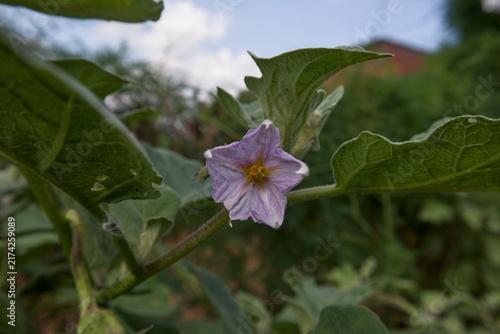Quadro su tela Purple Eggplant Flower Blooming Among Green Leaves