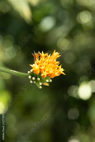 Macro photography yellow and orange beautiful flower