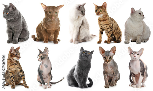 Quadro su tela Cute cats of various breeds on white background, collection