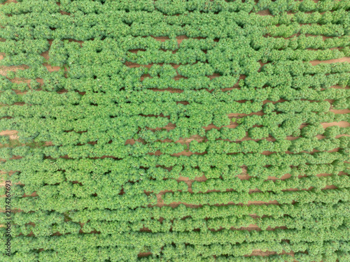 Obraz na plátne Aerial view of green cassava plantation growing in tropical farmland during rainy season, drought tolerant food crop