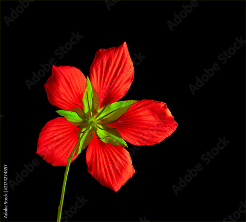 Underside of backlit scarlet hibicus flower.
