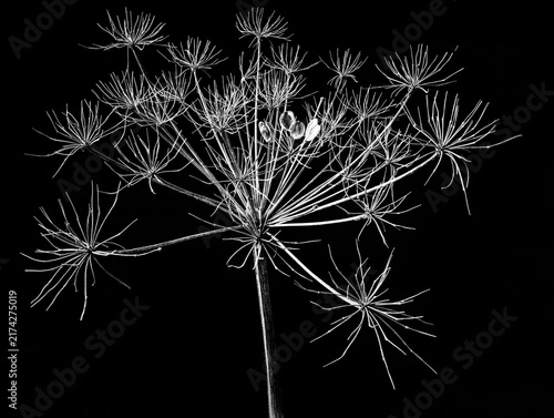 Seed head of cow parsnip (Heracleum maximum)in late summer, with four remaining seeds.