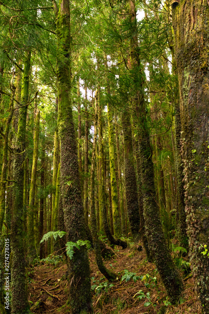 Fototapeta premium The lush forests of Sete Cidades reveal the rich green character of São Miguel Island