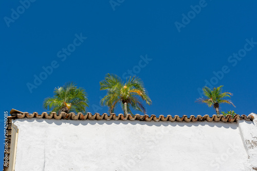 Obraz na płótnie Solitary palm tree behind a white colonial wall under a blue sky