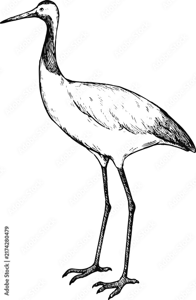 Naklejka premium Simple and adorable Red-crowned crane illustration with outlines only vintage style