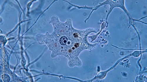 A simulated phase-contrast light microscopic view of a single living Amoeba proteus in a laboratory environment