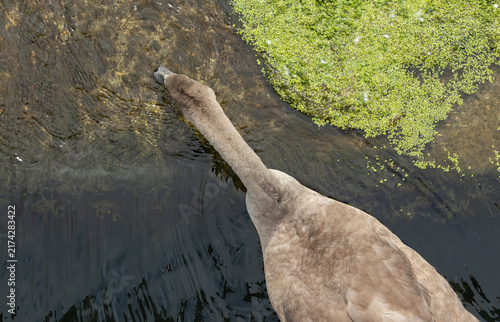 Top-down view of a cygnet feeding in a river, showing its head, long neck and partially submerged body as it searches for food beneath the water.