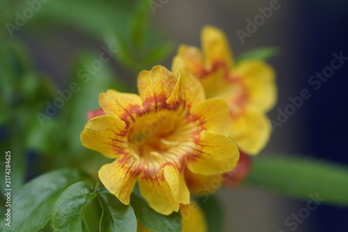 фотографія Tecoma stans is a fast-growing ornamental shrub featuring vibrant, showy clusters of yellow trumpet-shaped flowers and bright green pinnate foliage