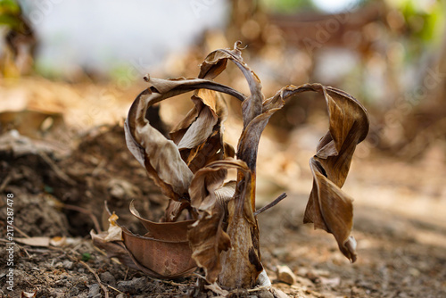 Fotografie banana tree sprouts that have dried up and failed to grow