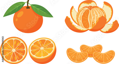 Fresh Orange and Tangerine Citrus Fruit Vector Set Featuring Whole Fruit with Leaves, Peeled Mandarins, Slices, and Segments for Juice Packaging and Healthy Food Graphic Designs