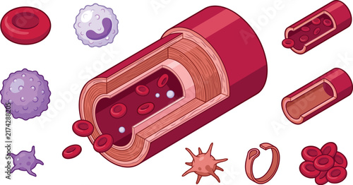Human Blood Vessel Anatomy and Blood Cells Vector Icon Set with Red Cross Section Artery Erythrocytes Leukocytes and Platelets for Medical and Science Education Designs