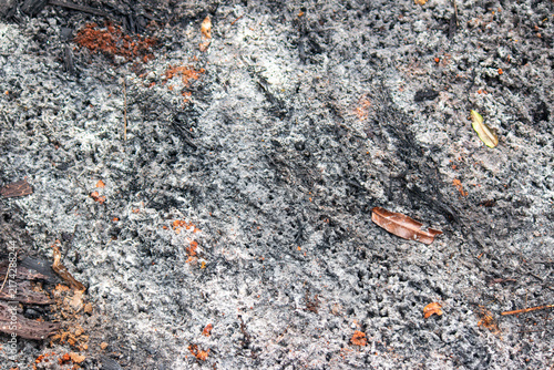 Burnt Ground Wood Ash and Charcoal Texture Forest Fire Environmental Issue