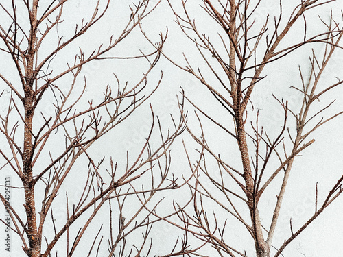 bare branches of a tree in winter
