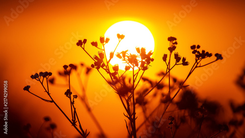 Sunset with flowers in silhouette against a bright orange sky