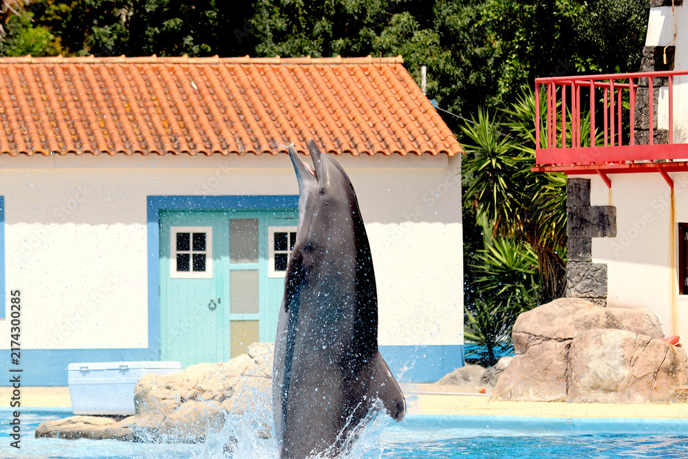 Fototapeta premium Dolphins performing in an aquatic show at a zoo