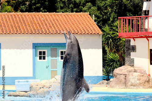 Konstfotografi Dolphins performing in an aquatic show at a zoo