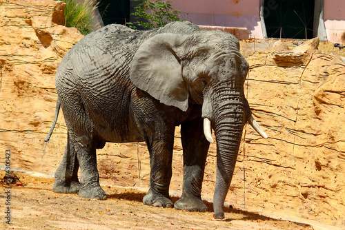 Cuadro en lienzo Elephant in a zoo