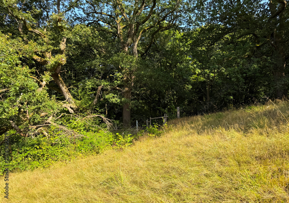 Obraz premium Sunlight streams through the dense canopy of trees along the edge of a gently sloping grassy hill, casting shifting shadows over the vibrant greenery of lush woodland near Cullingworth, Yorkshire, UK.