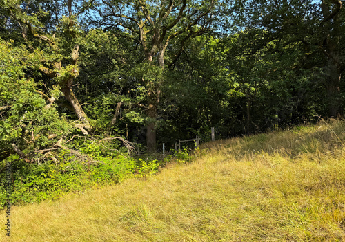 Fotografía Sunlight streams through the dense canopy of trees along the edge of a gently sloping grassy hill, casting shifting shadows over the vibrant greenery of lush woodland near Cullingworth, Yorkshire, UK