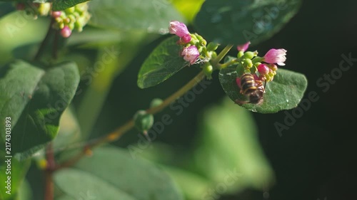 Bees visit flowers in a garden during the daytime in summer 