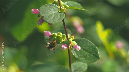 Nature close-up of flowers with bees in a garden during daylight hours 