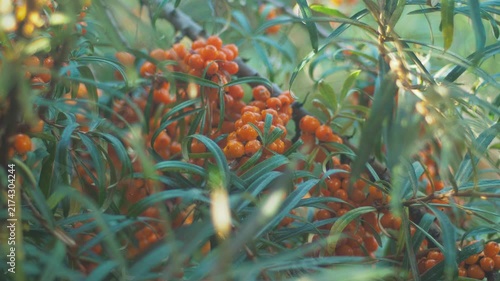 Plants showing orange berries among green leaves in a garden during daytime in fall season 