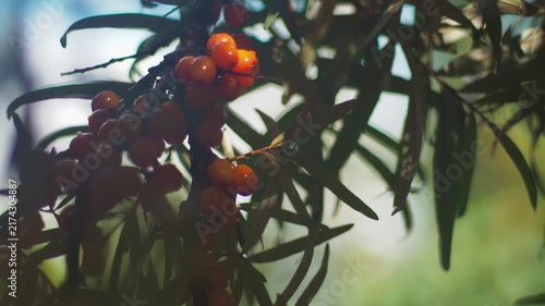 Gathering ripe fruit in an orchard during bright day 