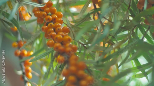 Exploring orange berries hanging from green branches in a sunny garden 