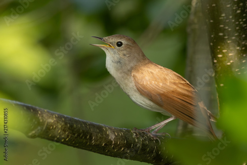 Foto Common nightingale (Luscinia megarhynchos) - Nachtigall
