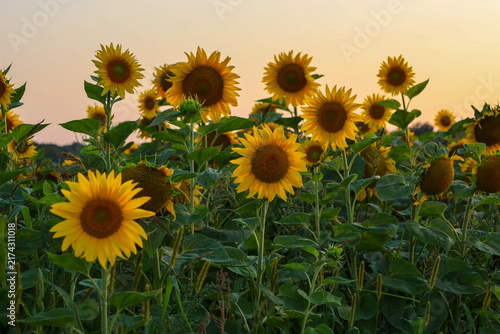 A sunflower field blooming in the warm rays of the evening sunset creates a picturesque landscape. Bright yellow petals contrast vividly with green leaves, and soft orange light envelops the horizon, 
