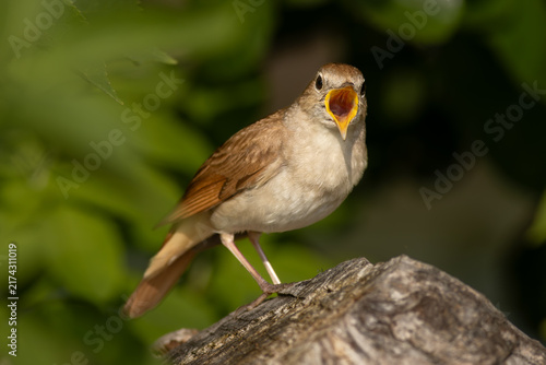 Konstfotografi Common nightingale (Luscinia megarhynchos) - Nachtigall