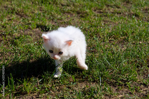 Fotografie A fluffy white kitten takes careful steps on the green grass